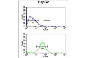 ACTL6B Antibody (N-term) (ABIN651520 and ABIN2840276) flow cytometric analysis of HepG2 cells (bottom histogram) compared to a negative control cell (top histogram).