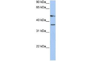 WB Suggested Anti-FOXD4 Antibody Titration:  0. (FOXD4 anticorps  (C-Term))