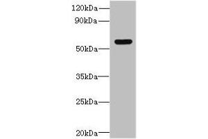 Western blot All lanes: SLC35F5 antibody at 6 μg/mL + Hela whole cell lysate Secondary Goat polyclonal to rabbit IgG at 1/10000 dilution Predicted band size: 59, 28 kDa Observed band size: 59 kDa (SLC35F5 anticorps  (AA 122-242))