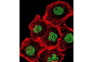 Immunofluorescence (IF) image for anti-Homeobox and Leucine Zipper Encoding (HOMEZ) antibody (ABIN2995832) (HOMEZ anticorps)