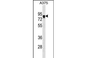 MLPH Antibody (C-term) (ABIN656542 and ABIN2845806) western blot analysis in  cell line lysates (35 μg/lane). (Melanophilin anticorps  (C-Term))