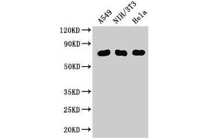 Western Blot Positive WB detected in: A549 whole cell lysate, NIH/3T3 whole cell lysate, Hela whole cell lysate All lanes: MX1 antibody at 3 μg/mL Secondary Goat polyclonal to rabbit IgG at 1/50000 dilution Predicted band size: 76, 56 kDa Observed band size: 76 kDa (MX1 anticorps  (AA 7-172))