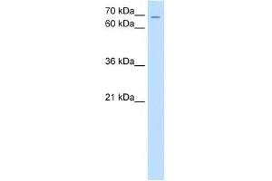 ZNF131 antibody used at 0. (ZNF131 anticorps  (N-Term))