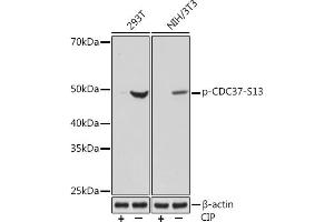 Western blot analysis of extracts of various cell lines, using Phospho-CDC37-S13 Rabbit mAb (ABIN7266254) at 1:1000 dilution. (CDC37 anticorps  (pSer13))