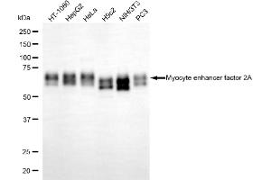 Western blotting analysis using myocyte enhancer factor 2A antibody (ABIN7799515). (Recombinant MEF2A anticorps)