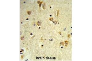 Formalin-fixed and paraffin-embedded human brain tissue reacted with PEX14 Antibody (C-term), which was peroxidase-conjugated to the secondary antibody, followed by DAB staining.