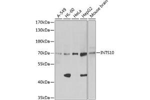 Western blot analysis of extracts of HeLa cells, using INTS10 antibody (ABIN6129778, ABIN6142484, ABIN6142486 and ABIN6217410) at 1:1046 dilution. (INTS10 anticorps  (AA 451-710))