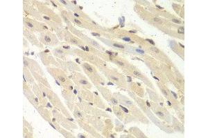 Immunohistochemistry of paraffin-embedded Mouse heart using PSME1 Polyclonal Antibody at dilution of 1:100 (40x lens). (PSME1 anticorps)