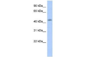 Western Blotting (WB) image for anti-Orthodenticle Homeobox 1 (OTX1) antibody (ABIN2458361) (OTX1 anticorps)