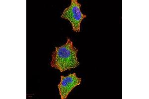 Immunofluorescence analysis of A549 cells using IRAK3 mouse mAb (green). (IRAK3 anticorps  (AA 454-596))
