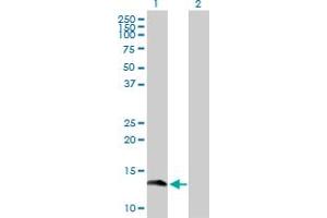 Western Blot analysis of GEMIN7 expression in transfected 293T cell line by GEMIN7 MaxPab polyclonal antibody. (GEMIN7 anticorps  (AA 1-131))