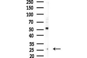 Western blot analysis of lysates from COLO205 cells(heat-shock,45 min treatment), using TAS2R12 Antibody at 1/1000 dilution. (TAS2R12 anticorps  (C-Term))
