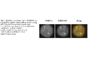Immunofluorescence (IF) image for anti-Small Ubiquitin Related Modifier Protein 1 (SUMO1) (full length) antibody (Biotin) (ABIN2452137)