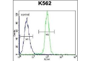 HMG1L10 Antibody (N-term) (ABIN656128 and ABIN2845469) flow cytometric analysis of K562 cells (right histogram) compared to a negative control cell (left histogram). (HMG1L10 anticorps  (N-Term))