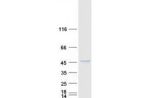 Validation with Western Blot