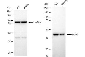 Western blotting analysis using DDB2 antibody (ABIN7798274). (Recombinant DDB2 anticorps)