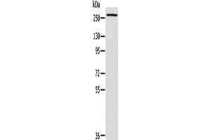 Western Blotting (WB) image for anti-Talin 1 (TLN1) antibody (ABIN2433979) (TLN1 anticorps)
