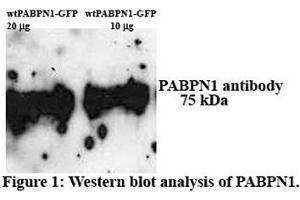 PABPN1 antibody - N-terminal region  validated by WB using C2C12 myoblast cell line at 1.
