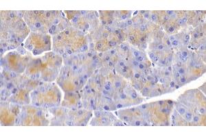 Detection of ELN in Mouse Pancreas Tissue using Polyclonal Antibody to Elastin (ELN) (Elastin anticorps  (AA 266-443))