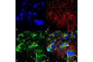Immunocytochemistry/Immunofluorescence analysis using Mouse Anti-GluA1/GluR1 Monoclonal Antibody, Clone S355-1 (ABIN2485608).