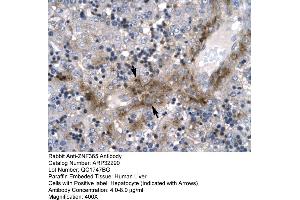 Rabbit Anti-ZNF365 Antibody  Paraffin Embedded Tissue: Human Liver Cellular Data: Hepatocyte Antibody Concentration: 4. (ZNF365 anticorps  (N-Term))