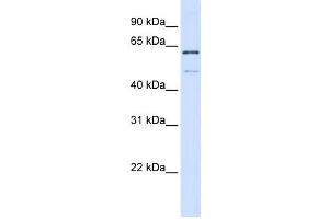 Western Blotting (WB) image for anti-Methyltransferase Like 16 (METTL16) antibody (ABIN2459138) (METTL16 anticorps)