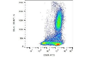 Surface staining of CD62L in human peripheral blood with anti-CD62L (DREG56) FITC. (L-Selectin anticorps  (FITC))