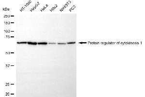 Western blotting analysis using protein regulator of cytokinesis 1 antibody (ABIN7800037). (Recombinant PRC1 anticorps)