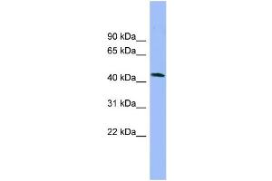 WB Suggested Anti-NECAB3 Antibody Titration: 0. (NECAB3 anticorps  (N-Term))