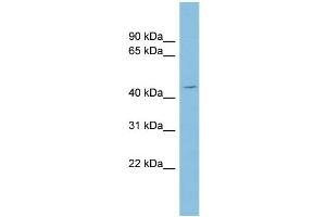 WB Suggested Anti-NECAB3 Antibody Titration: 0. (NECAB3 anticorps  (Middle Region))