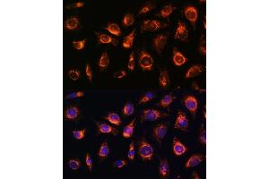 Immunofluorescence analysis of L929 cells using RA antibody (ABIN7269798) at dilution of 1:100.