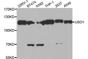 Western blot analysis of extracts of various cell lines, using USO1 antibody (ABIN1875291) at 1:500 dilution. (USO1 anticorps)