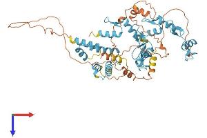 AlphaFold protein structure predicition of Human Recombinant ZNF449 Protein, UniprotID Q6P9G9
