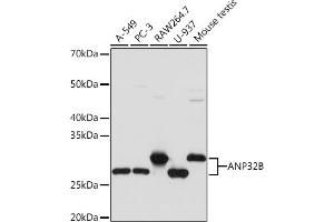 Western blot analysis of extracts of various cell lines, using B Rabbit mAb (ABIN7265377) at 1:1000 dilution. (ANP32B anticorps)