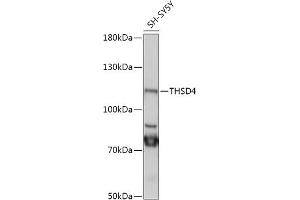 Western blot analysis of extracts of SH-SY5Y cells, using THSD4 antibody (ABIN7270819) at 1:1000 dilution. (Thrombospondin, Type I, Domain Containing 4 (THSD4) (AA 500-700) anticorps)