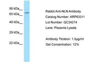 Image no. 1 for anti-Neurolysin (Metallopeptidase M3 Family) (NLN) (AA 88-137) antibody (ABIN6749966) (NLN anticorps  (AA 88-137))