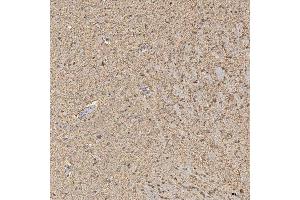 IHC analysis of Synaptogyrin 3/SYNGR3 using anti-Synaptogyrin 3/SYNGR3 antibody (ABIN7601760). (Synaptogyrin 3 anticorps  (AA 45-229))