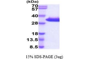 SDS-PAGE (SDS) image for Kallikrein 8 (KLK8) (AA 29-260) protein (His tag) (ABIN5854850) (Kallikrein 8 Protein (KLK8) (AA 29-260) (His tag))