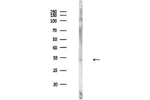 Western blot analysis of lysates from MCF7 cells, using Phospho-OTUB1 (Ser16) Antibody at 1/1000 dilution.