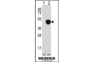 Western blot analysis of LRG1 using rabbit polyclonal LRG1 Antibody using 293 cell lysates (2 ug/lane) either nontransfected (Lane 1) or transiently transfected (Lane 2) with the LRG1 gene.