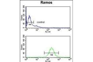 NUCKS1 Antibody (N-term) (ABIN653480 and ABIN2842900) flow cytometry analysis of Ramos cells (bottom histogram) compared to a negative control cell (top histogram).