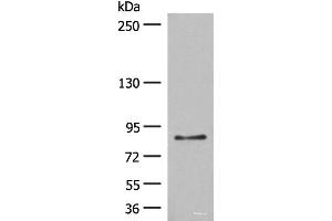 Western blot analysis of LO2 cell lysate using TAS1R3 Polyclonal Antibody at dilution of 1:400 (TAS1R3 anticorps)