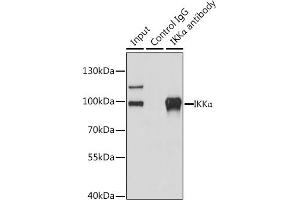 Immunoprecipitation analysis of 200 μg extracts of 293T cells using 3 μg IKKα antibody (ABIN3022824, ABIN3022825, ABIN3022826 and ABIN6219246).