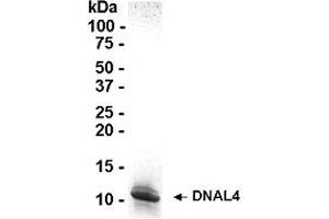 Western Blotting (WB) image for Dynein, Axonemal, Light Chain 4 (DNAL4) (AA 1-105) protein (ABIN2468351)