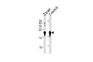 DANRE park7 Antibody (C-term) Azb10028b western blot analysis in zebra fish brain and muscle tissue lysates (35 μg/lane).