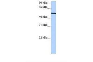 Image no. 1 for anti-Thyroid Hormone Receptor Interactor 6 (TRIP6) (AA 160-209) antibody (ABIN6738769) (TRIP6 anticorps  (AA 160-209))