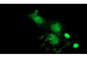 Immunofluorescence (IF) image for anti-Phenazine Biosynthesis-Like Protein Domain Containing 1 (PBLD1) antibody (ABIN1499328) (PBLD1 anticorps)