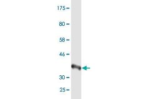 Western Blot detection against Immunogen (37.