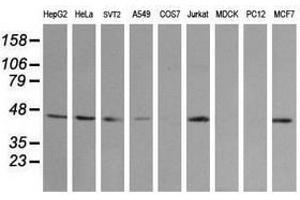 Image no. 2 for anti-Mitogen-Activated Protein Kinase Kinase 2 (MAP2K2) antibody (ABIN1499478) (MEK2 anticorps)