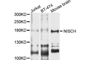 Western blot analysis of extract of various cells, using NISCH antibody. (Nischarin anticorps)